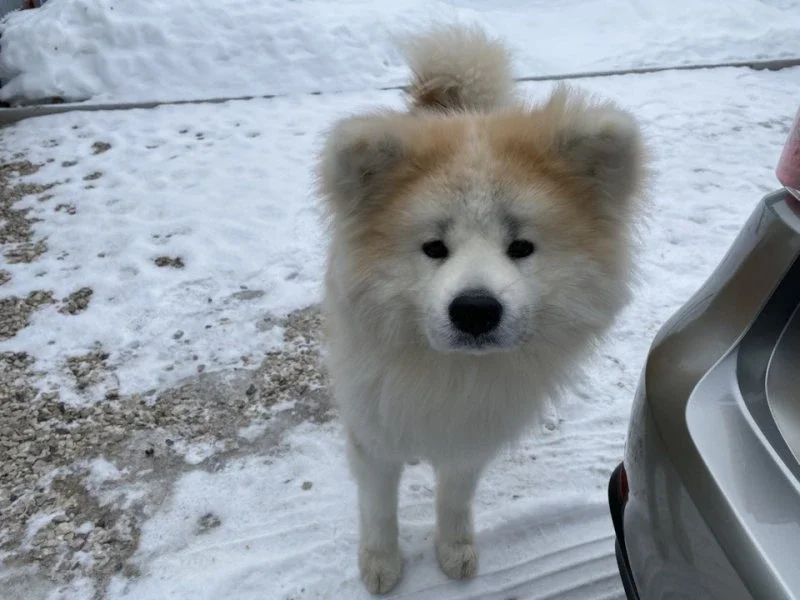 Lexus для нарколога из Сочи. фото 2 из 7