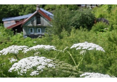 Россиянам будет грозить штраф за борщевик на участке