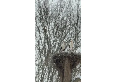 Спасти рядового Аиста